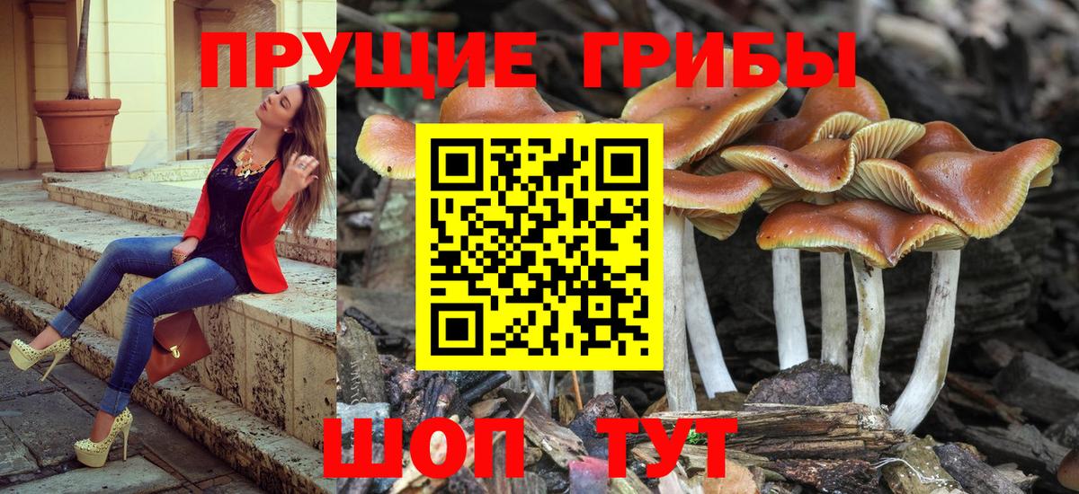 Псилоцибиновые грибы мицелий  где купить   Нерюнгри  Вход с VPN 